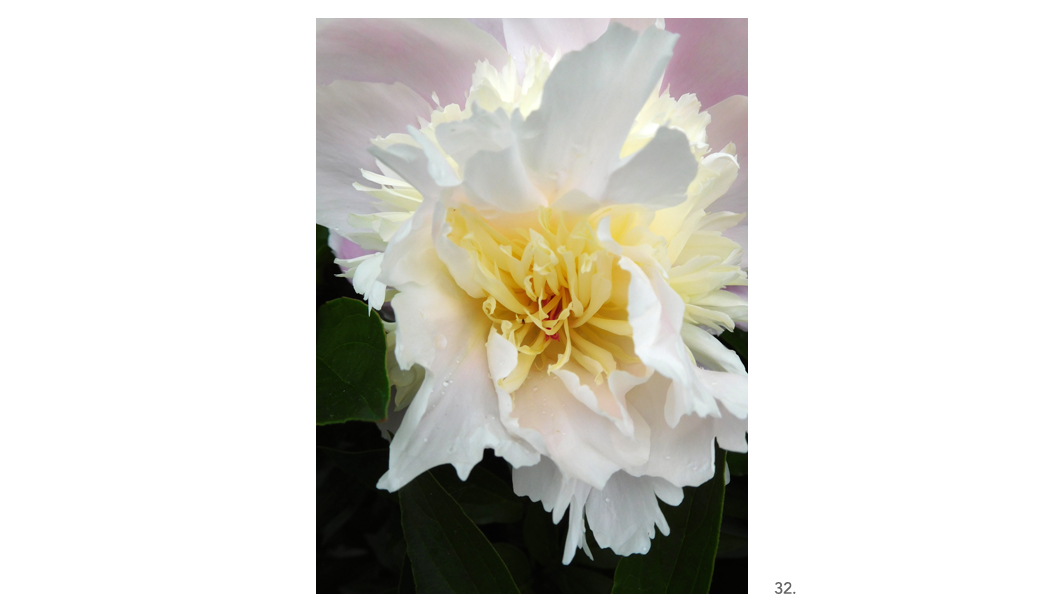 032 Pale White Yellow Pink Peony