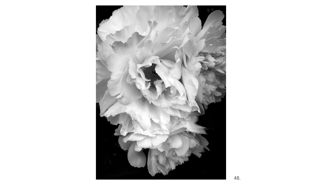 048 White Peonies Close BW