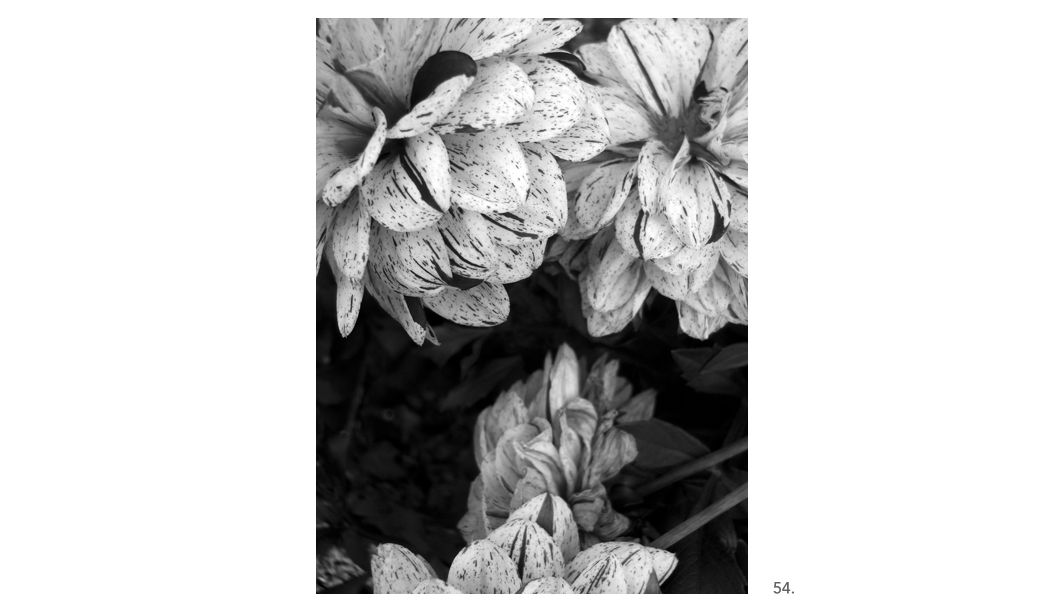 054 Yellow Speckled Dahlia BW