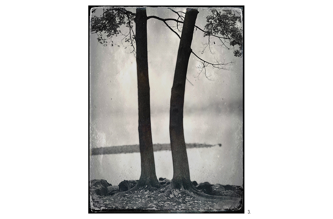 Two Trees by River