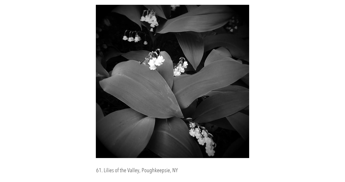 Lillies of the Valley