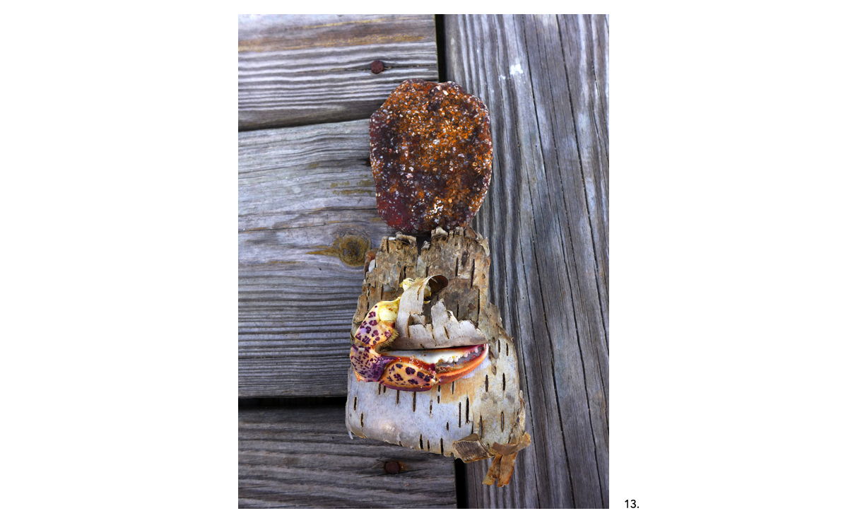 13 Red Sparkly Rock Red Crab Claw Birch Curl